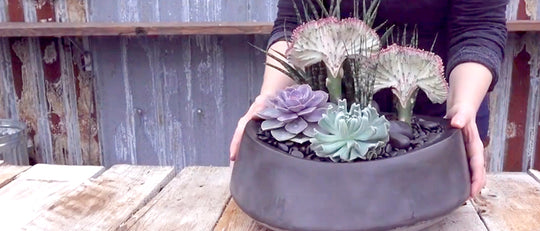Contemporary Coral Reef Cacti Planter