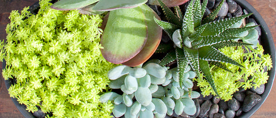 Contemporary Succulent Planter