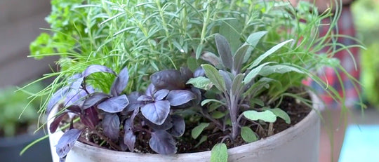 Dad's Favourite Herb Planter