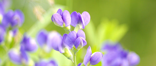 9 Full-Sun Drought Tolerant Perennial Plants for Your Garden