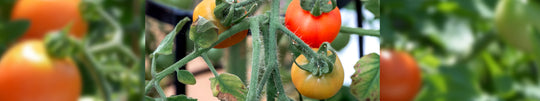 Caring for Your Tomato Plants