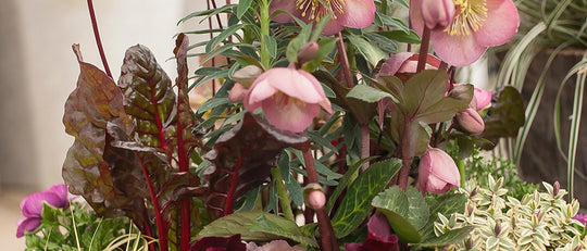 Using Vegetables & Herbs in Your Container Gardens