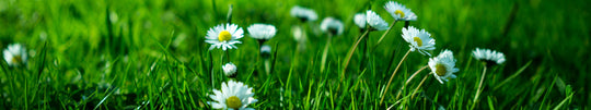 Spring Lawn Care Bootcamp