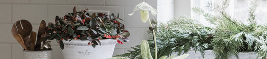 Houseplants for Christmas