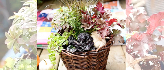 Fall Foliage Collection