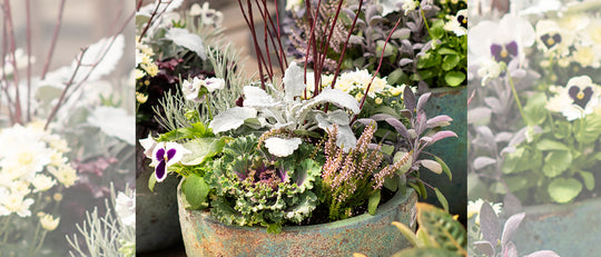Silver Pansy Bowl