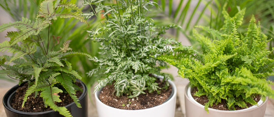 How to Care for Your Indoor Ferns