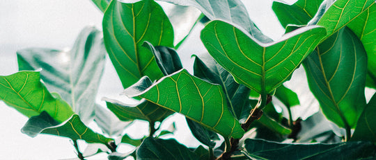 The Fiddle-Leaf Fig Tree - Bringing Home a Rock-Star