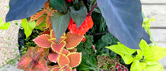 Create a Fiery Patio Planter in Oranges + Reds