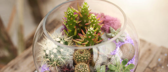 Succulent & Cacti Fish Bowl Terrarium