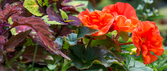 Fragrant Foliage Planter