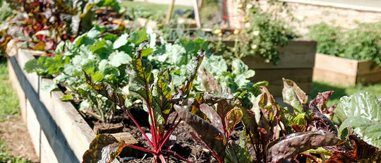 Starting + Customizing Your Garden Beds
