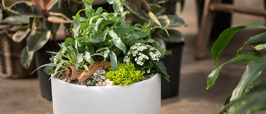 Wild Garden Glade with Indoor Plants