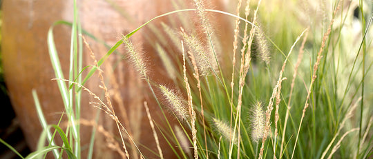 5 Reasons We Root for Grasses