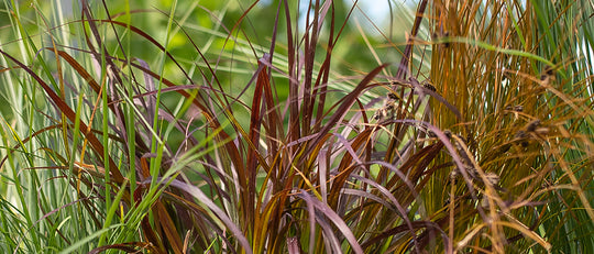 Our Top 6 Grasses for the Garden
