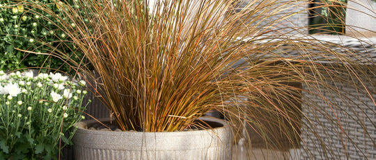 Our Top Four Grasses for Fall