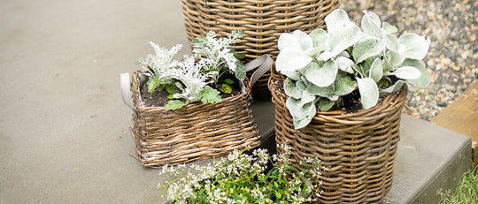 How to Successfully Group Plants in Pots