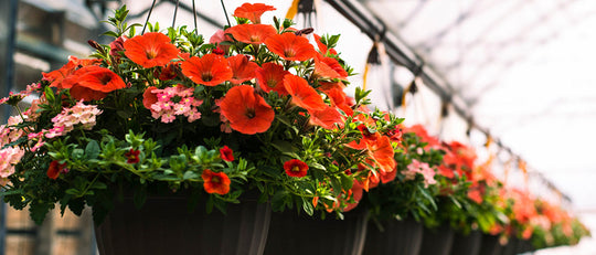 Waltz of the Hanging Baskets