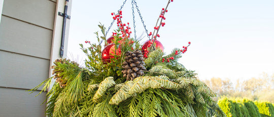 Winter Greens Hanging Basket