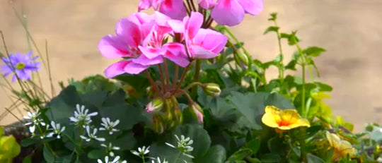 DIY Bright Hanging Basket