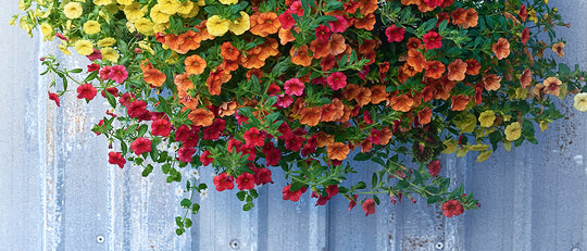 Hanging Basket Care