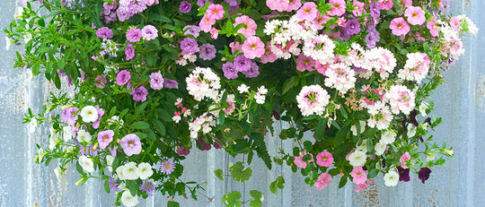 Jason’s Complete Guide to Hanging Basket Care