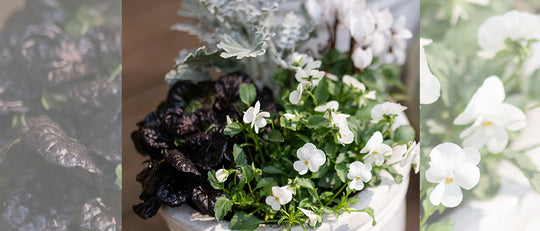 Little White & Violet Fall Planter
