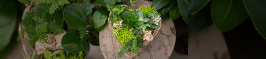 Make a Tropical Heart Planter