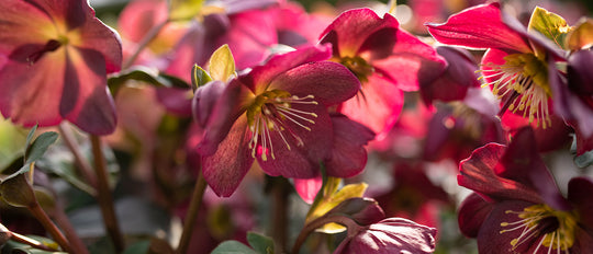 Top 5 Reasons Why We LOVE Helleborus
