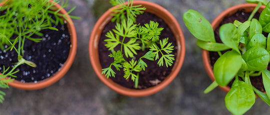 Companion Planting With Herbs