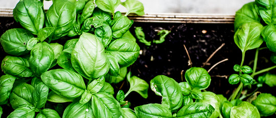 How To Grow a Healthy & Happy Herb Garden