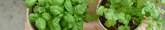 How To Grow Herbs in Your Kitchen
