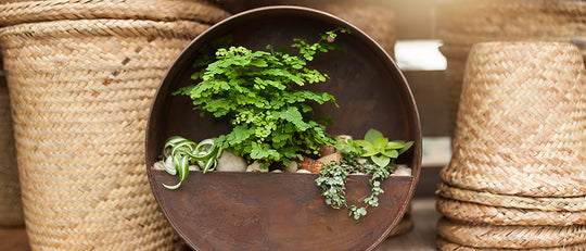 Find Your Own Hidden Garden Patch with Tropical Indoor Plants