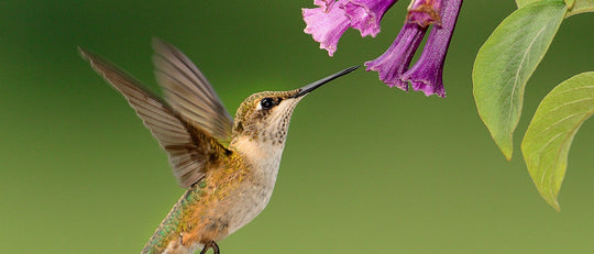 15 Plants to Attract Hummingbirds to Your Garden