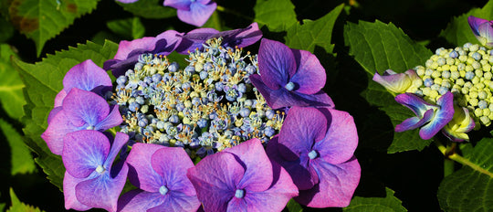 How to Choose the Right Hydrangea for Your Garden
