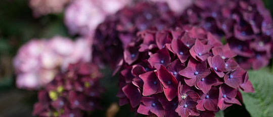 How to Care for your Hydrangea