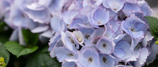 Tips for Planning Your Garden this Spring