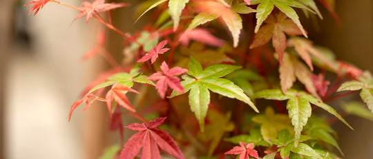 How to Mulch Around Your Japanese Maple Trees