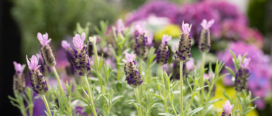 In Love with Lavender on the West Coast