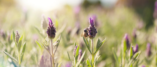 Jason's Guide to a Bee Friendly Garden