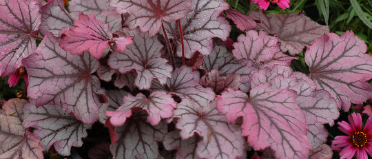 Heucheras - The Rockstar of the Garden!