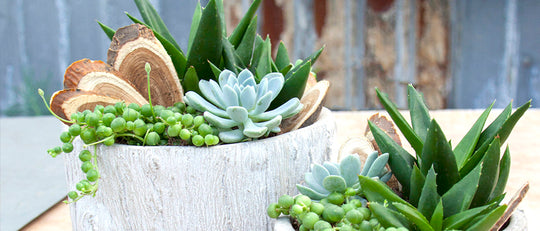 Succulent Log Planter