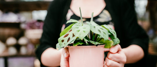 8 Low Light Indoor Plants + Your Home
