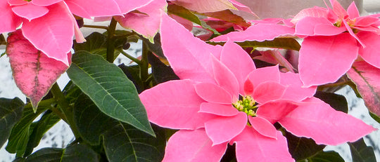 Growing Poinsettias to Perfection