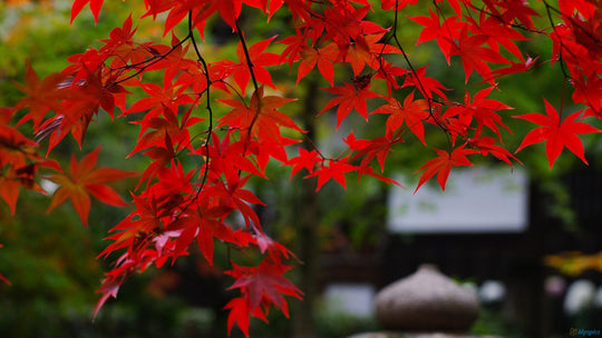 Maple Trees for the West Coast Gardener!