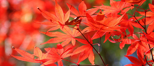 Caring for Your Japanese Maple Tree