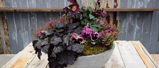 Marsala Container Garden