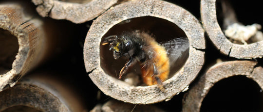 Mason Bees In Your Yard? Opening Your Own Bee&Bee