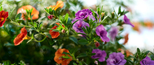 The Owner’s Guide to a New Moss Hanging Basket