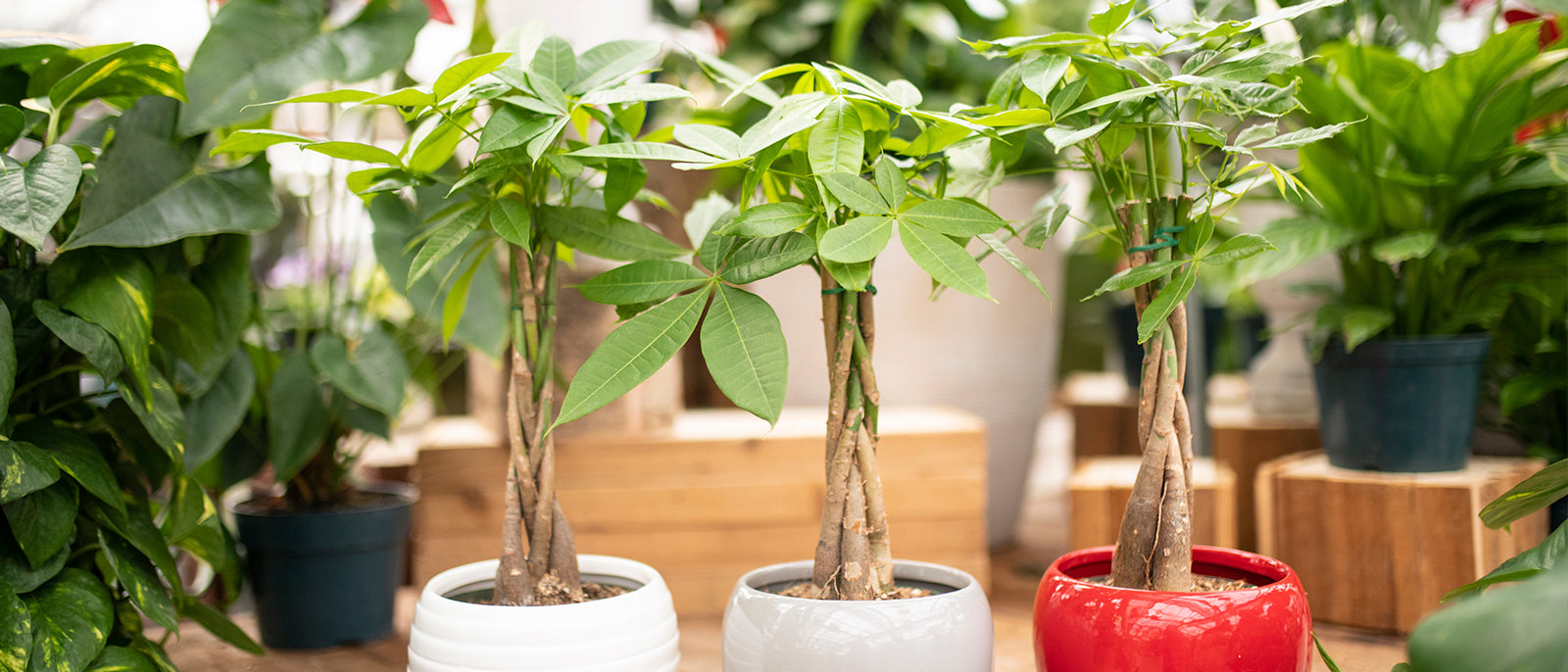 Money Tree Plant Care Tips - Your Guide to Prosperity - Tips Tree Planting